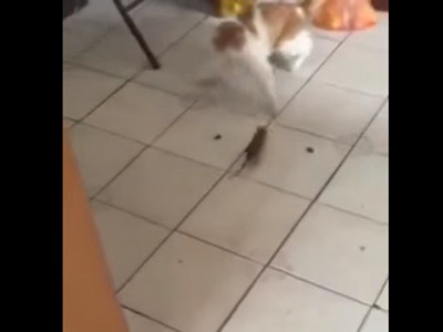 #EsViral El juego del gato y el ratón, pero al revés