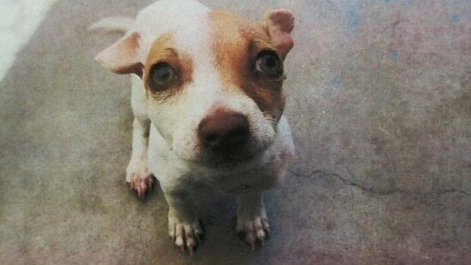 Bubba, el perro "adicto" que tuvo que ir a rehabilitación por culpa de su dueño