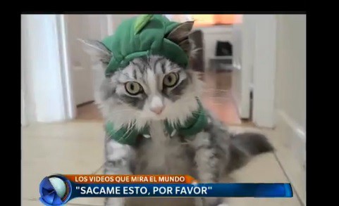 El gato disfrazado, el gallo durmiente, Serena enojada y más videos que mira el mundo