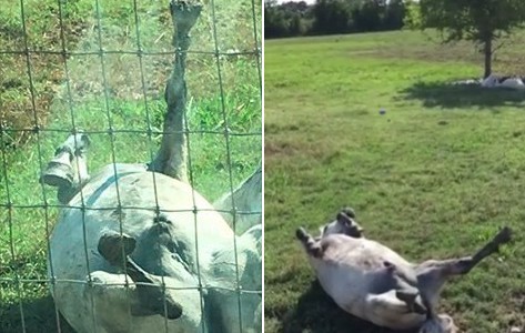 El curioso poni que se hace el muerto y enloquece a las redes