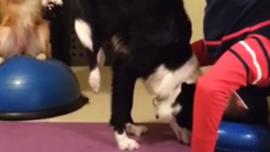 Apareció el video del perro con cara de humano