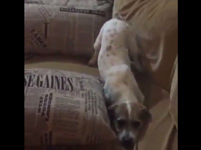 #EsViral El susto del perro con una película de terror