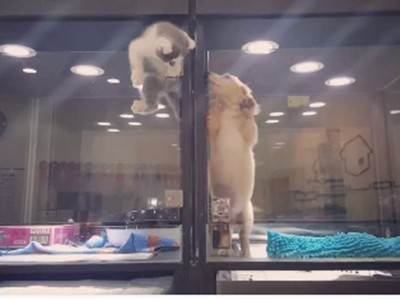 #EsViral Buenos vecinos en la veterinaria