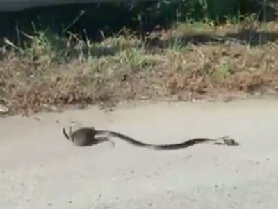#EsViral Mamá rata lucha con una serpiente para salvar a su cría