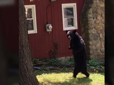 #EsViral el oso amigable que camina como humano