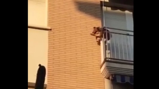 Video impactante: abandonaron a un perro en un balcón y se lanzó al vacío