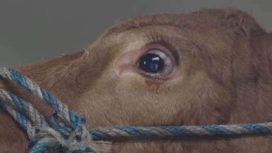 #EsViral El llanto de una vaca rescatada del matadero que emociona a todos