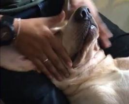 #EsViral El perro que disfruta de los masajes