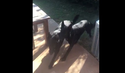 #EsViral el perro que va a buscar a su hermano