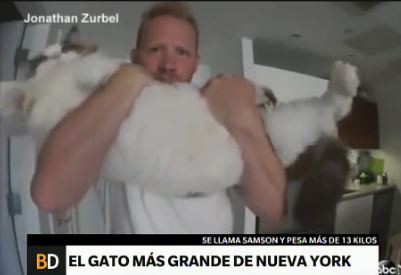 #EsViral El gato más grande de Nueva York