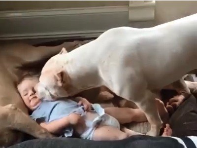 #EsViral El nene consentido por sus perros