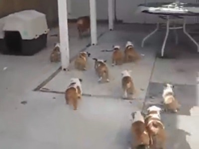 #EsViral La mamá bulldog que quiere descansar de sus cachorros