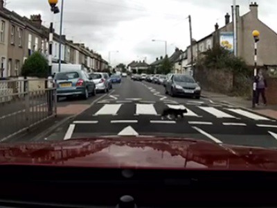 #EsViral El gato y la educación vial