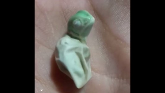 Video: el nacimiento de un camaleón asombra a más de 27 millones de personas