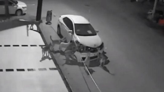 #EsViral Los perros que destrozan un auto