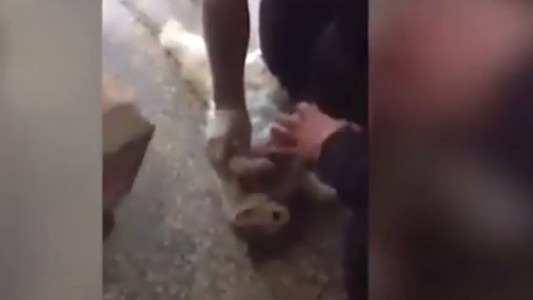 Video: Miracle, el gato que fue reanimado tras quedar atrapado en una puerta giratoria