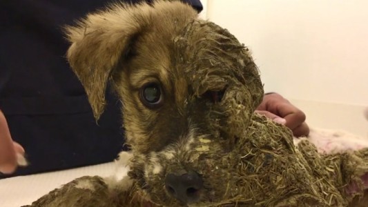 Casi un milagro:  llenan de pegamento a un perrito y logran salvarlo