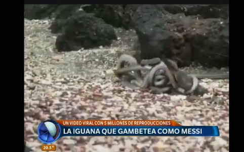 #EsViral La iguana bebé que escapa a la persecución de las serpientes
