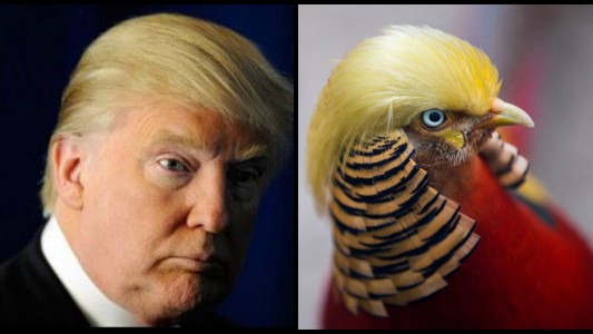 El extraño parecido entre un faisán chino y Donald Trump