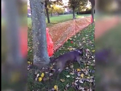 #EsViral Brillante idea para entretener al perro