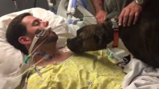 Emotivo video de un perra que se despide de su dueño en coma