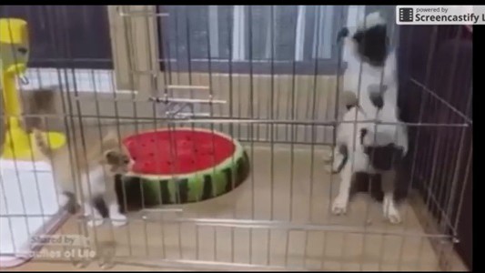 #EsViral el gatito que asusta a los perros