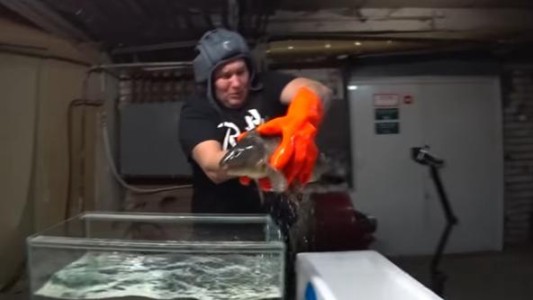 Un youtuber congeló un pez con nitrógeno líquido para ganar seguidores