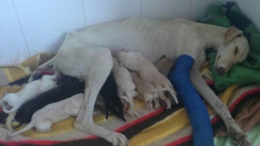 La conmovedora historia de la perrita con la pierna rota que camina tres kilómetros para rescatar a sus cachorros