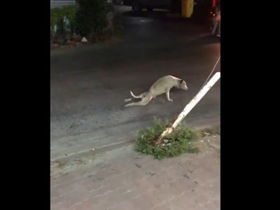 #EsViral el perro que finge estar discapacitado