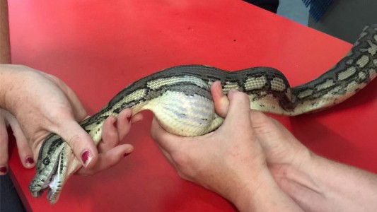 #EsViral El video de la serpiente a la que logran sacarle una pelota de tenis que se había tragado