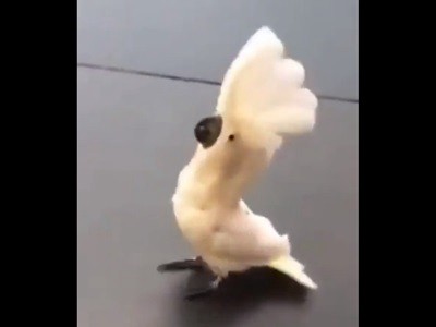 #EsViral La cacatúa que se cree perro