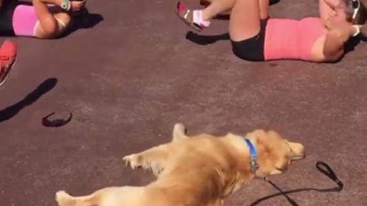 Video viral: el perro al que le gusta hacer abdominales