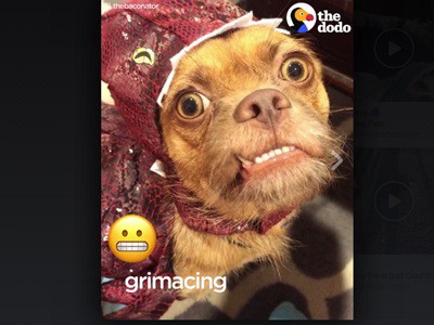 #EsViral El perro que puede competir con cualquier emoticón