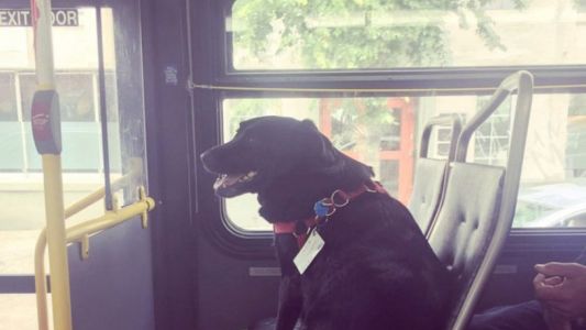 La perra que toma el colectivo para ir desde su casa al parque