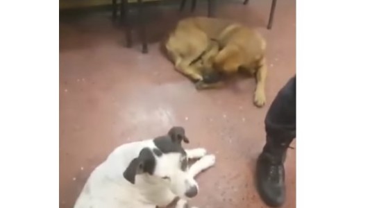 Oficial de policía hace dormir adentro de la comisaría a los perros de la calle para que no pasen frío