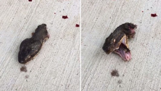 Video aterrador: la serpiente decapitada que sigue moviendo la cabeza