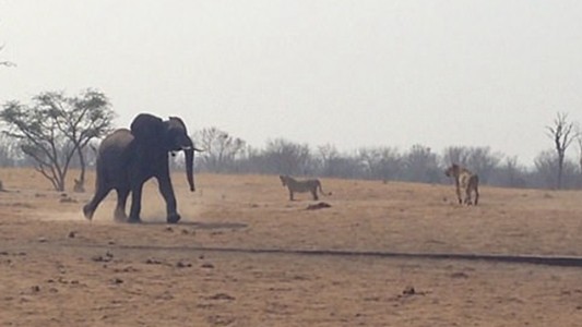 El emotivo rescate de un elefante bebé atrapado entre leones