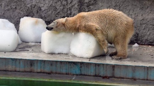 “Así de crueles somos”: la dolorosa foto de osos polares que sobreviven a 40 grados en un zoo