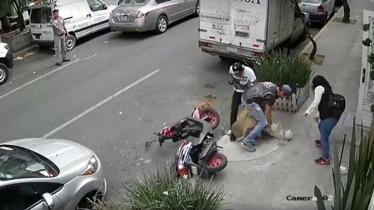 El impactante video de un joven que arriesga su vida para salvar a su perro atacado por un pitbull