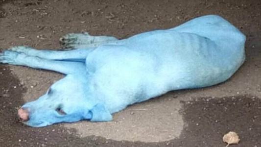 India: el misterio de los perros azules