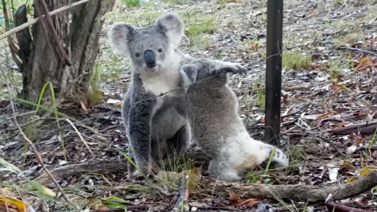Conmovedor: Una mamá koala logra rescatar a su bebé atrapado en un alambre de púa