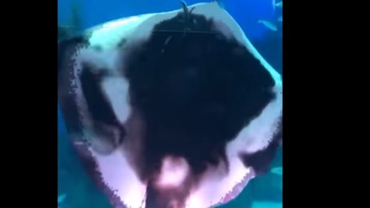 Una raya gigante se comió a un calamar y generó pánico en un acuario