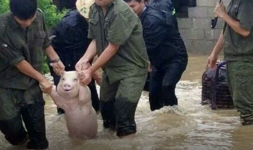 #EsViral La foto del chancho que "sonríe" y es furor en las redes sociales