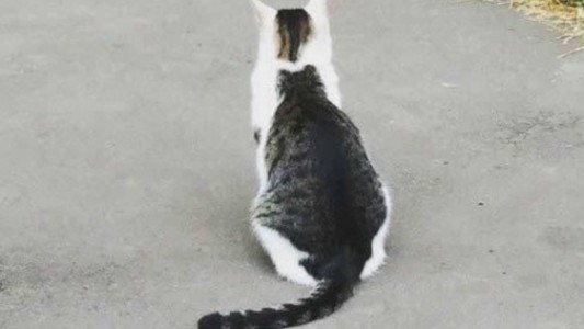 Un nuevo reto viral recorre las redes: ¿es un gato bicolor o dos gatos?