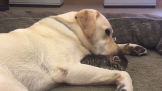 El perro que se convirtió en protector de este gatito abandonado