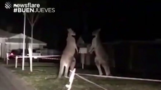 Video: pelea de canguros