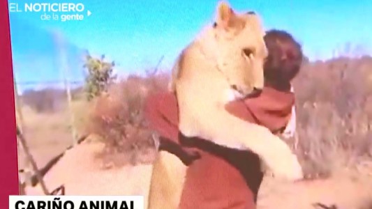 Un koala en la rueda, cariño animal y el baile callejero con silla de ruedas