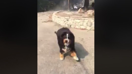 El conmovedor reencuentro de una familia con su mascota tras los incendios en California