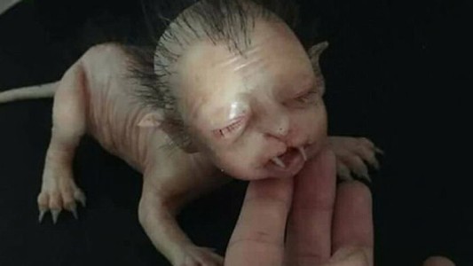 Malasia: la extraña criatura que era falsa y obligó a intervenir a la policía