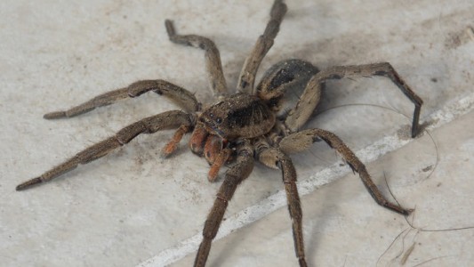 India: fue al hospital por un dolor de cabeza y le sacaron una araña viva del oído